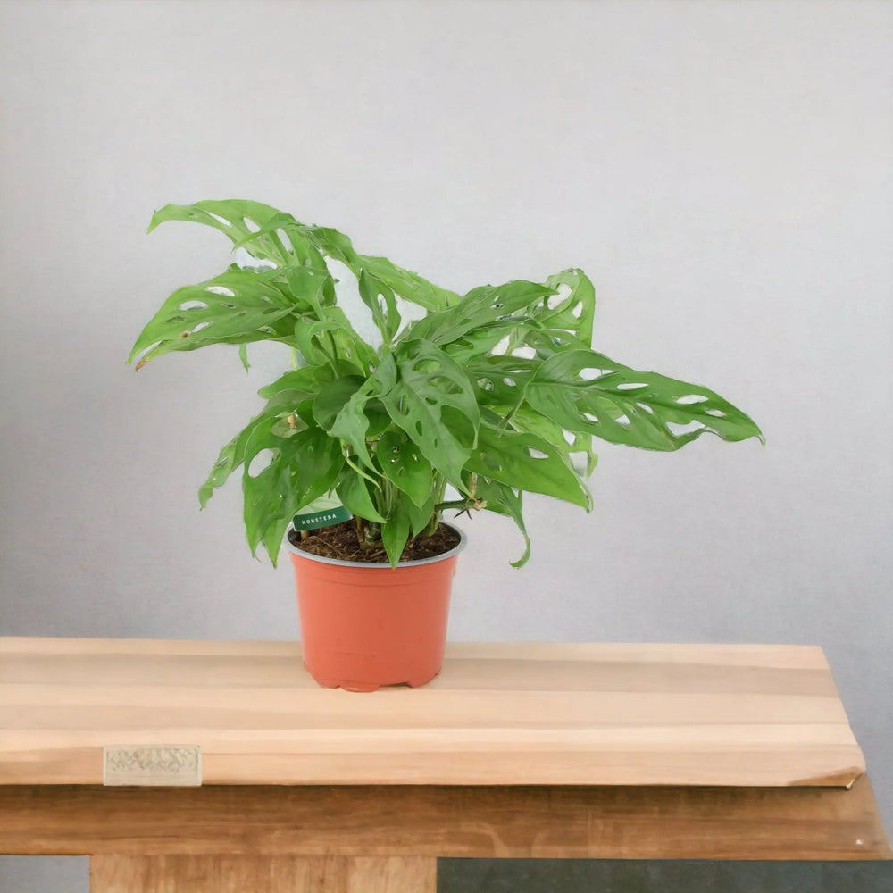Monstera Monkey Cheese Plant 12cm