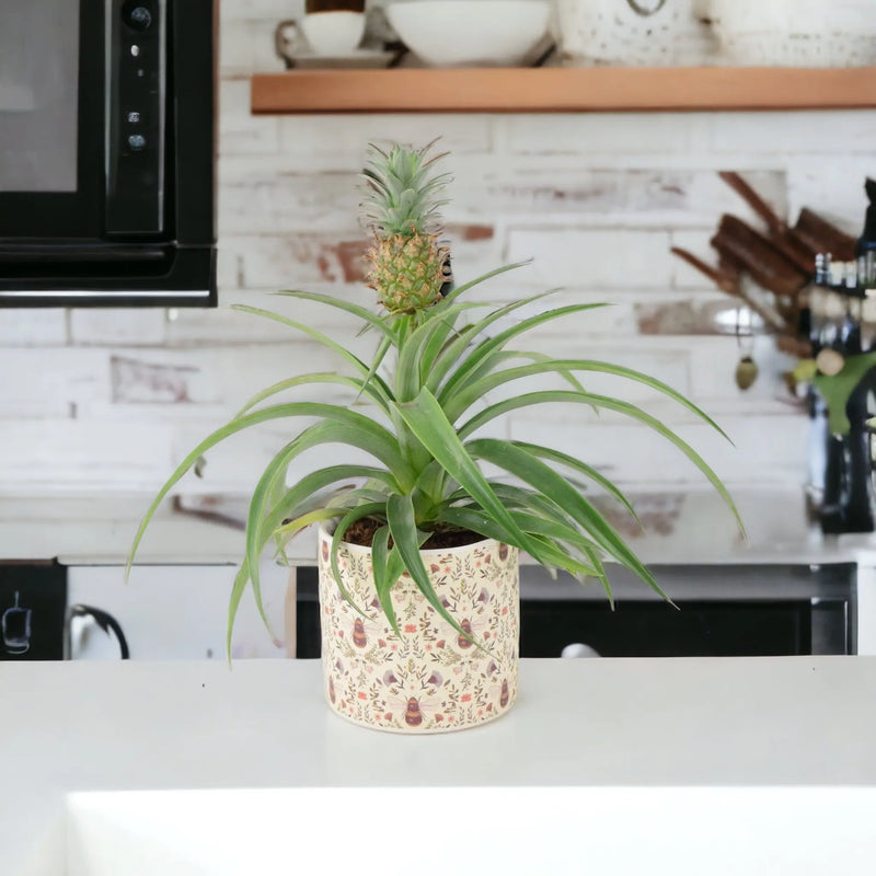 Pineapple Plant (Ananas) 12cm Pot