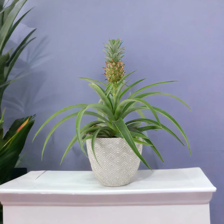 gold pineapple plant pot uk Pineapple Plant (Ananas) 12cm Pot
