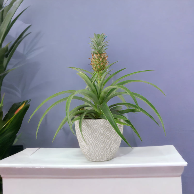 Pineapple Plant (Ananas) 12cm Pot