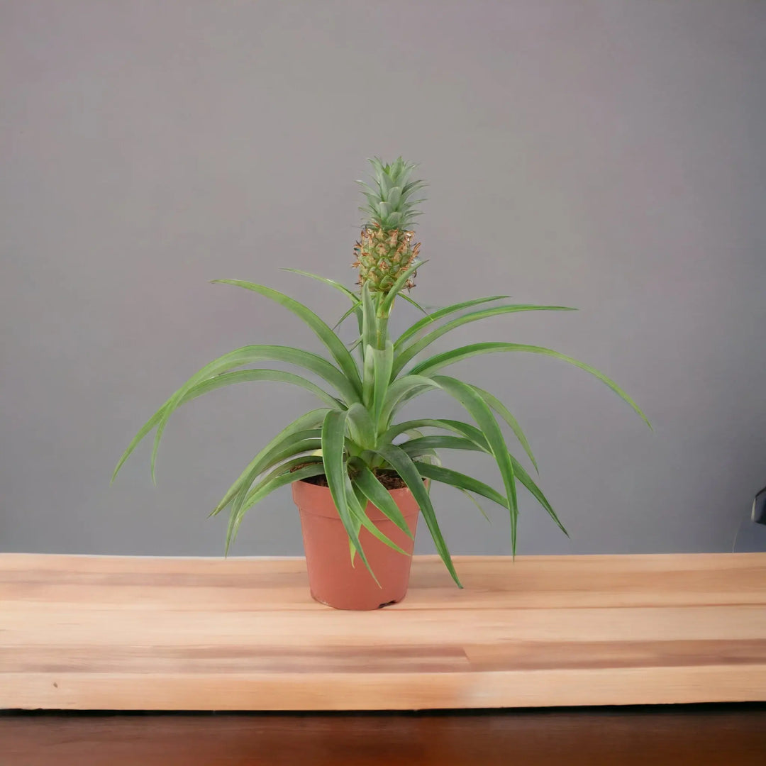 dwarf pineapple plant for sale uk Pineapple Plant (Ananas) 12cm Pot