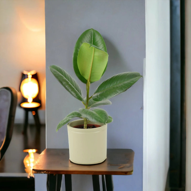 Ficus Elastica Rubber Plant 12cm in Peat Free Compost