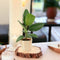 Wooden Eco Pot