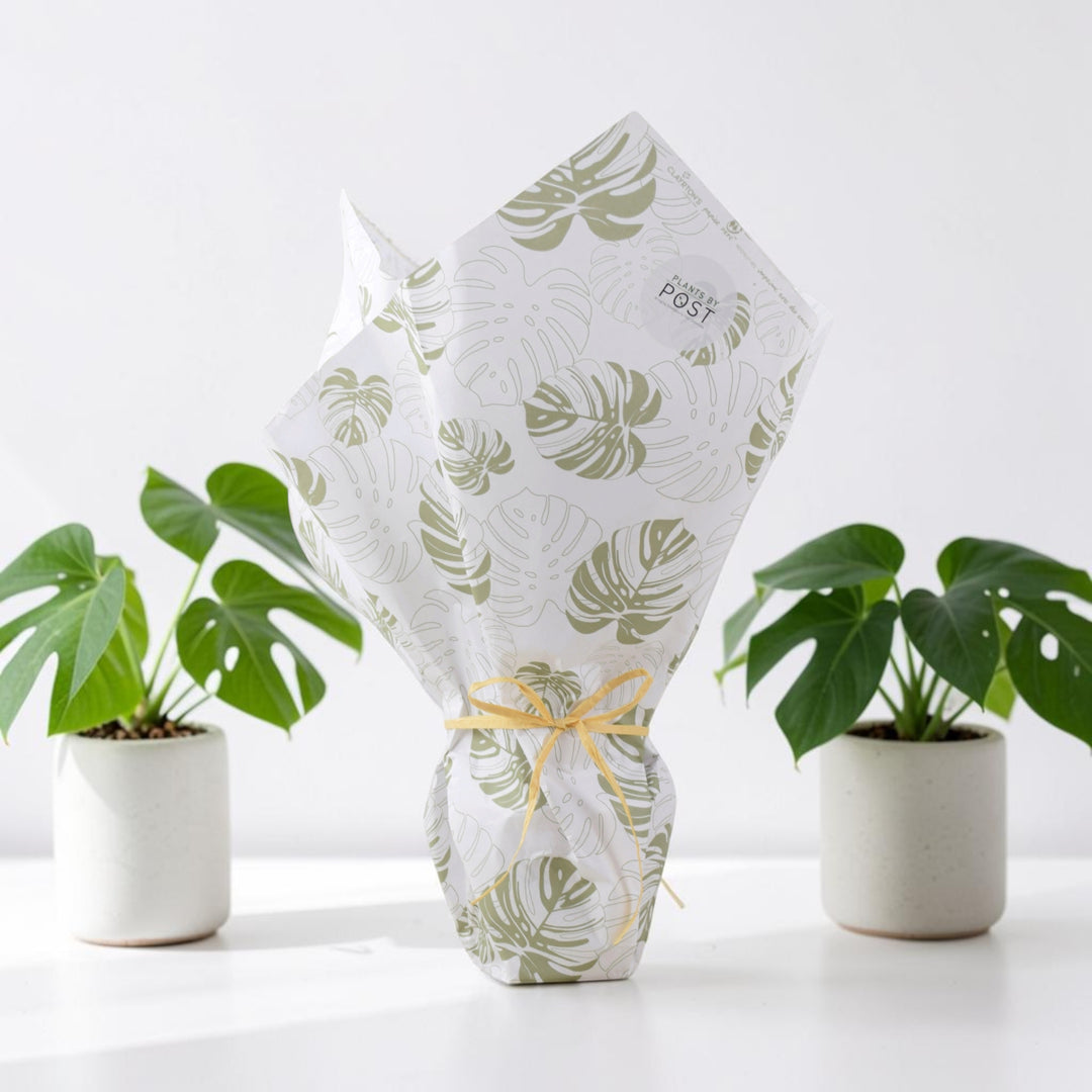 Gift Wrap for Plant Gifts – Perfect Finishing Touch for All Occasions