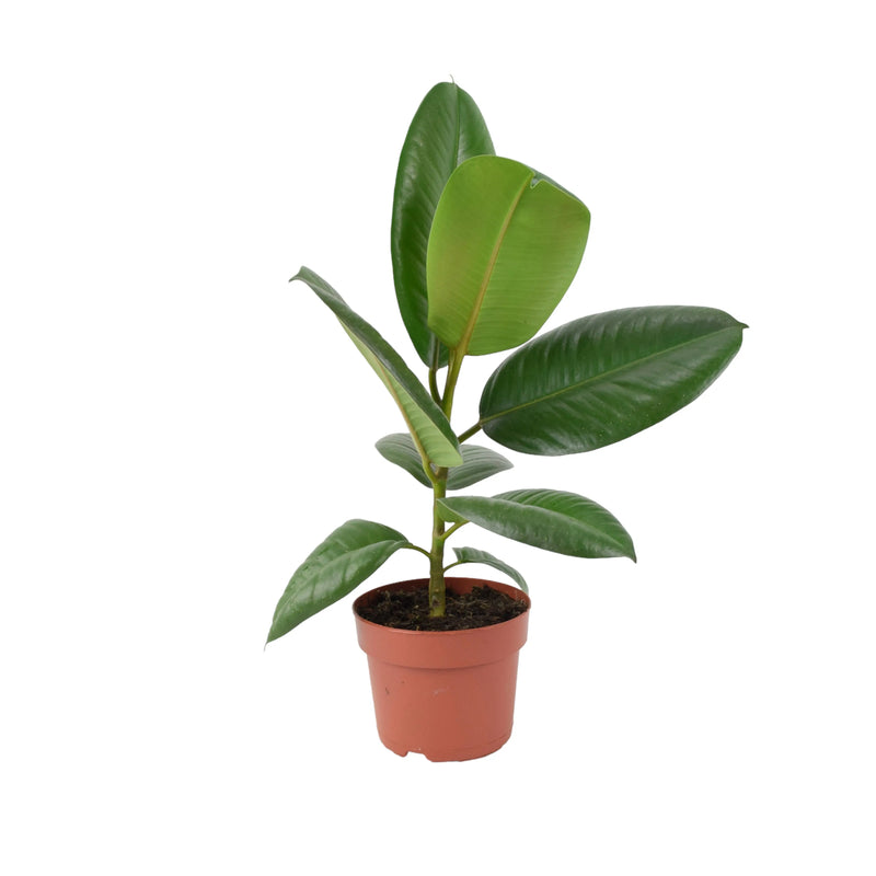 Ficus Elastica Rubber Plant 12cm in Peat Free Compost