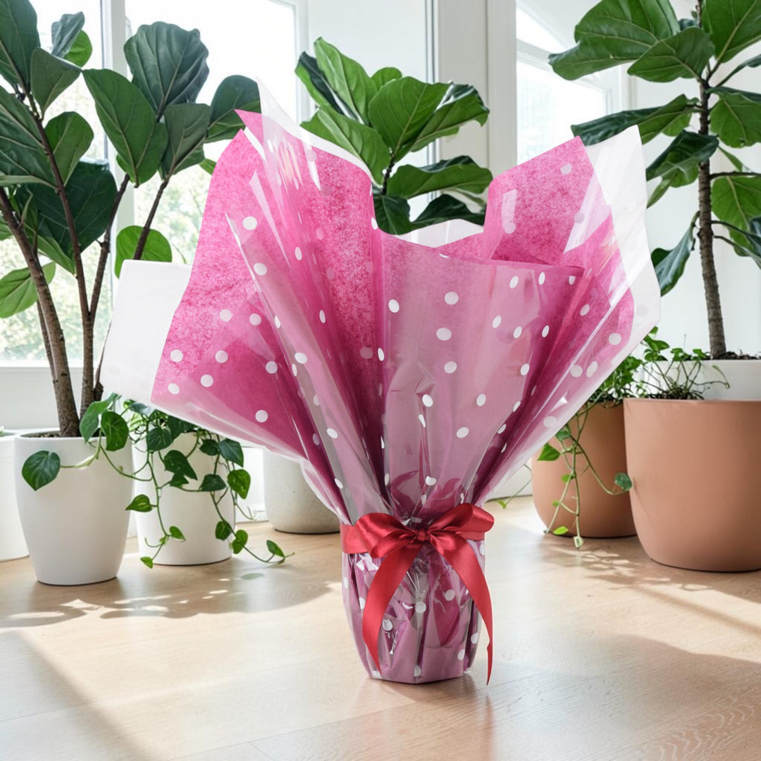 Gift Wrap for Plant Gifts – Perfect Finishing Touch for All Occasions