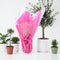 Premium Pink