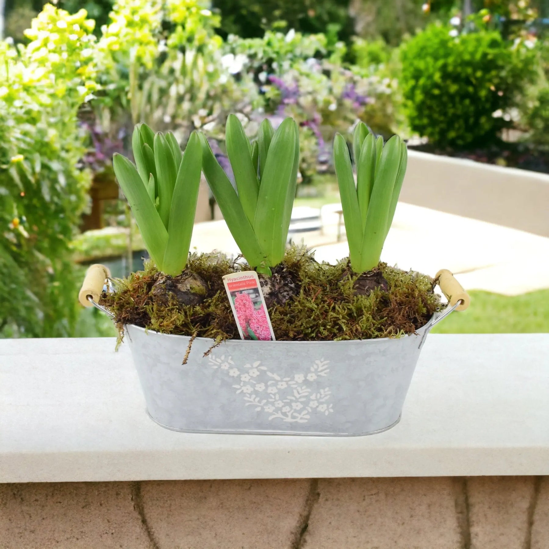 Potted Hyacinth Spring Trough x 3 - Plants By Post