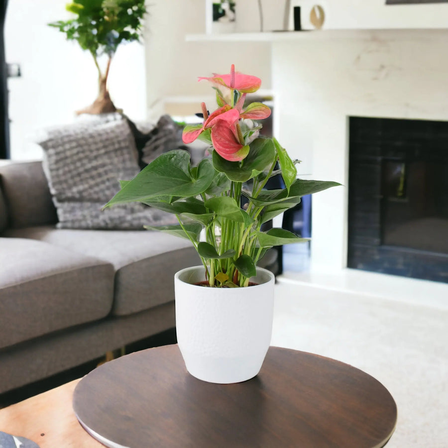 Anthurium Pink Flamingo Flower 12cm