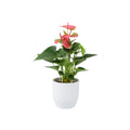 Anthurium Pink Flamingo Flower 12cm