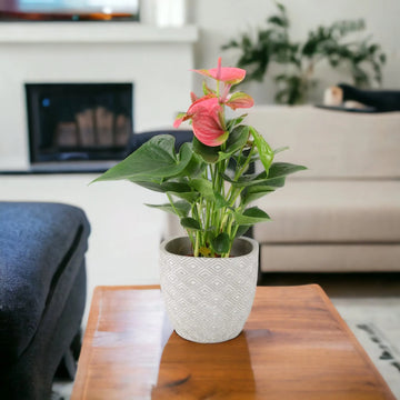 Anthurium Pink Flamingo Flower 12cm