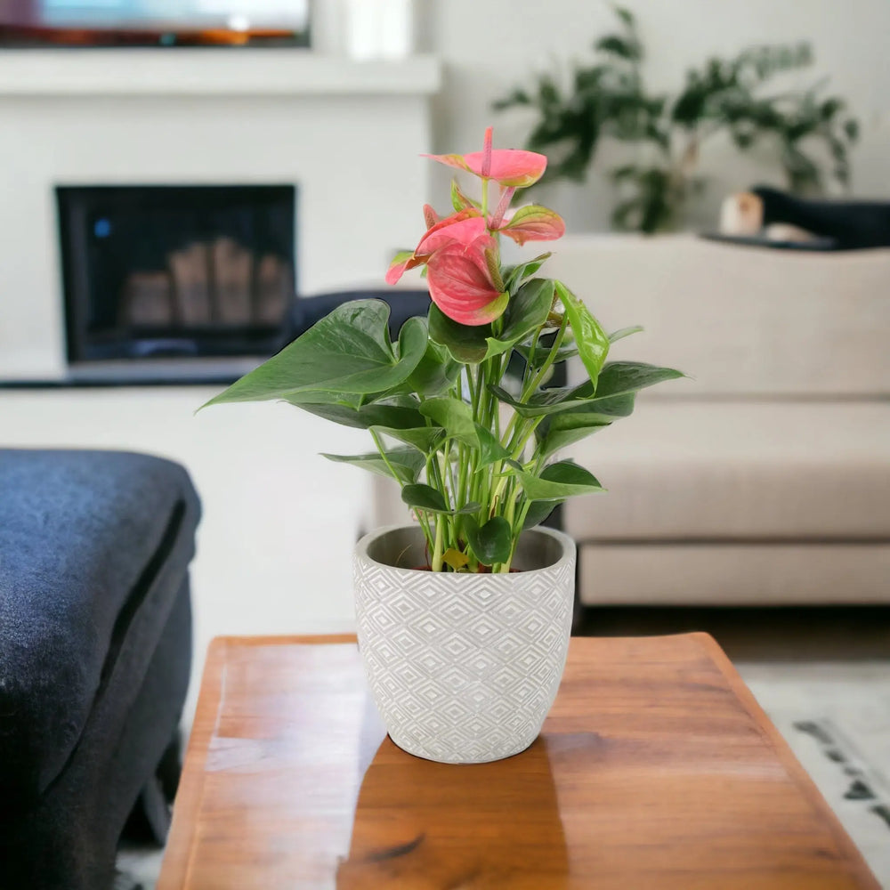 Anthurium Pink Flamingo Flower 12cm