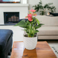 Anthurium Pink Flamingo Flower 12cm