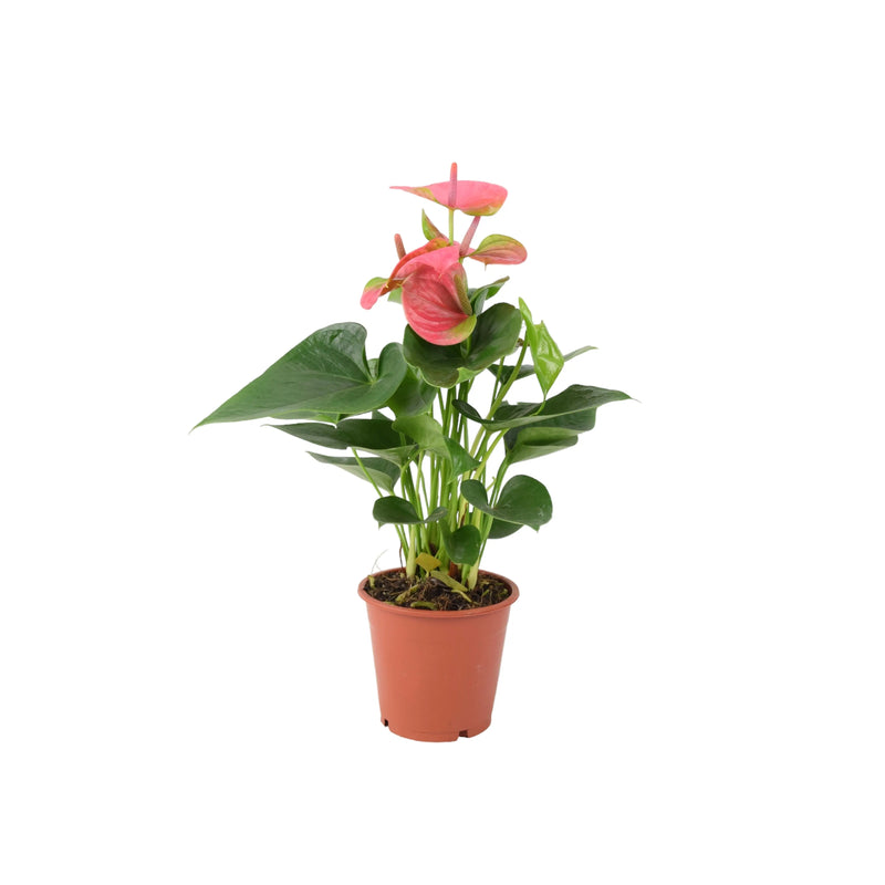 Anthurium Pink Flamingo Flower 12cm Plants By Post