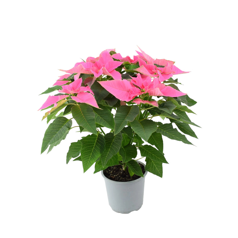 Poinsettia Pink in 13cm Pot