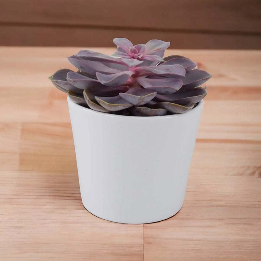 Echeveria Purple Pearl in 12cm Plants By Post