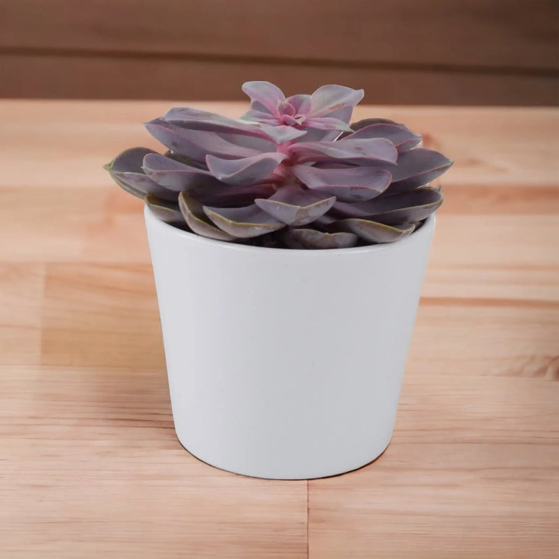 Echeveria Purple Pearl in 12cm