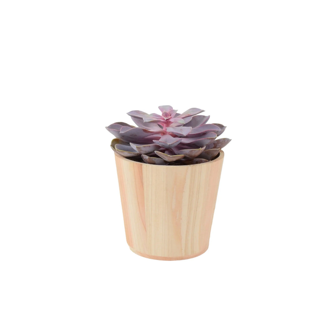 Echeveria Purple Pearl in 12cm Plants By Post