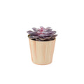 Echeveria Purple Pearl in 12cm Plants By Post