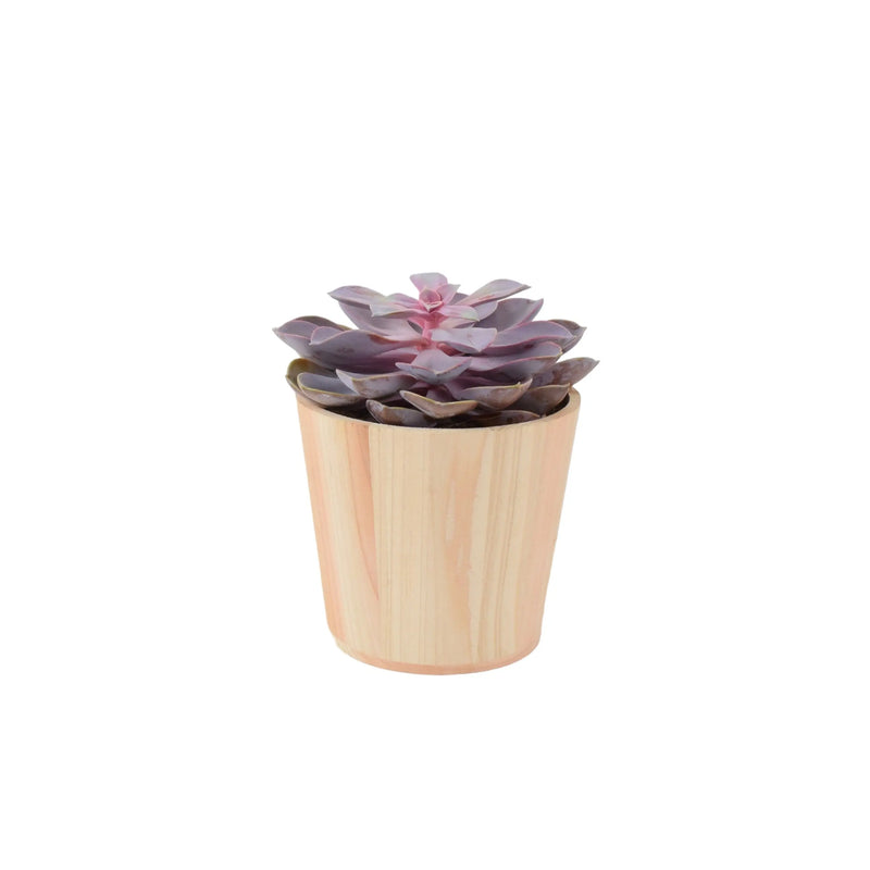 Echeveria Purple Pearl in 12cm