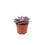 No Container