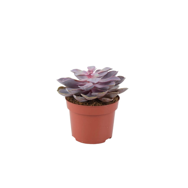 Echeveria Purple Pearl in 12cm