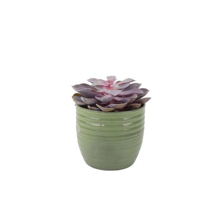 Echeveria Purple Pearl in 12cm Plants By Post