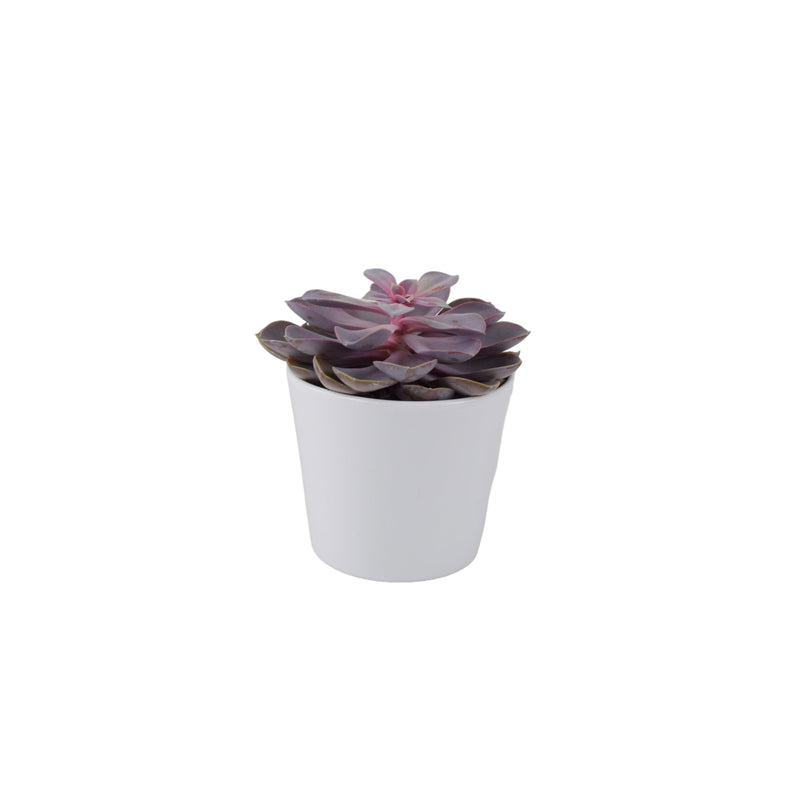 Echeveria Purple Pearl in 12cm