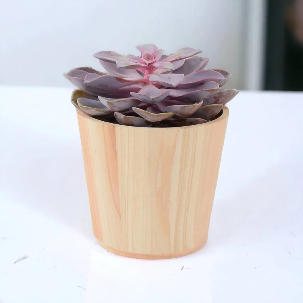 Echeveria Purple Pearl in 12cm Plants By Post