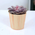 Echeveria Purple Pearl in 12cm Plants By Post