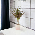 Draceana Marginata Dragon Tree Tropical Plant 12cm