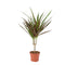 Nursery Pot
