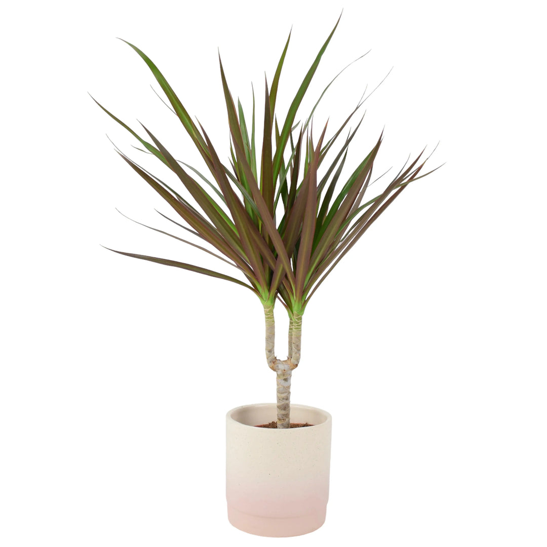 is dracaena a tropical plant Draceana Marginata Dragon Tree Tropical Plant 12cm