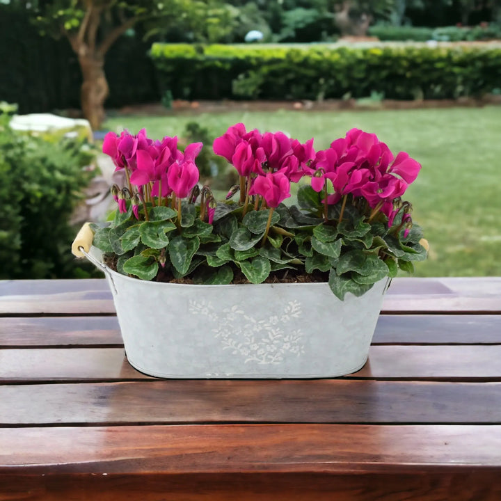 Cyclamen Purple Floral Trough Plants By Post