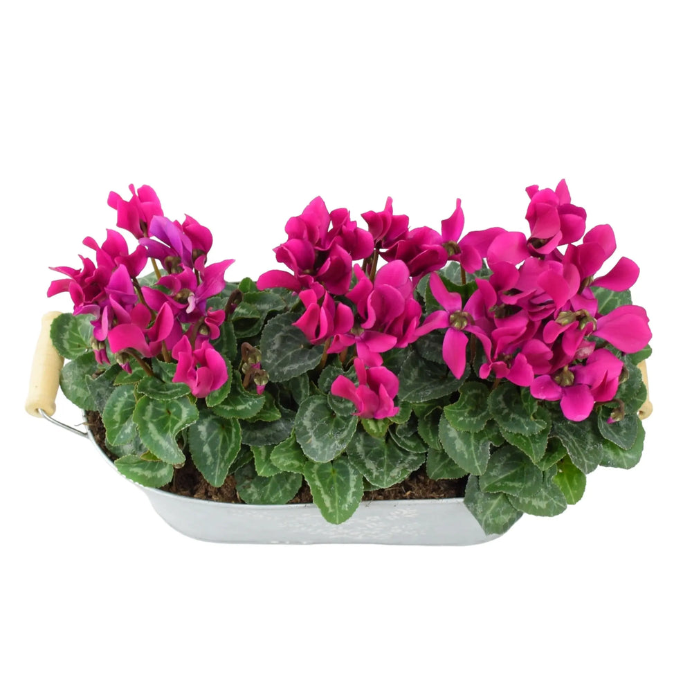 Cyclamen Purple Floral Trough Plants By Post
