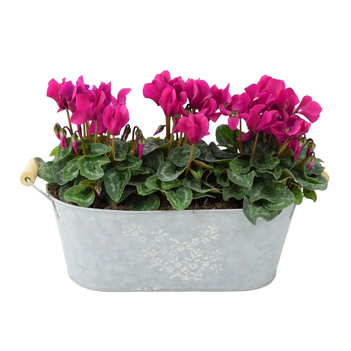 Cyclamen Purple Floral Trough Plants By Post