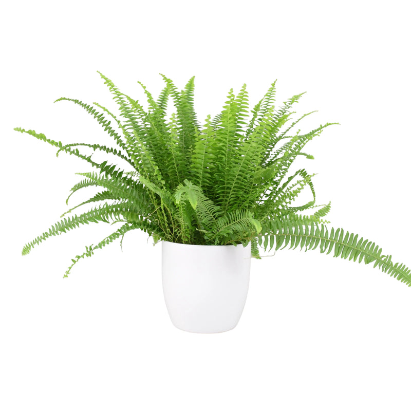 Boston Fern 17cm