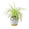 Chlorophytum Spider Plant 12cm