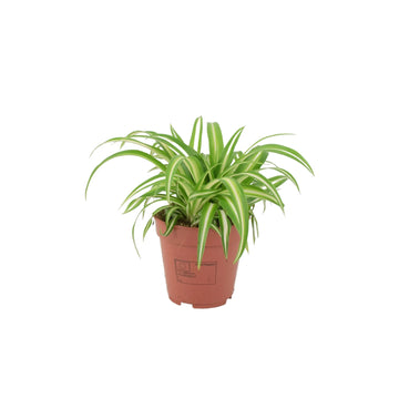 Chlorophytum Spider Plant 12cm