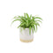 Ceramic Eve Off White