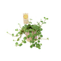 Peperomia Hope 12cm Pot Plants By Post