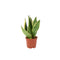 Nursery Pot