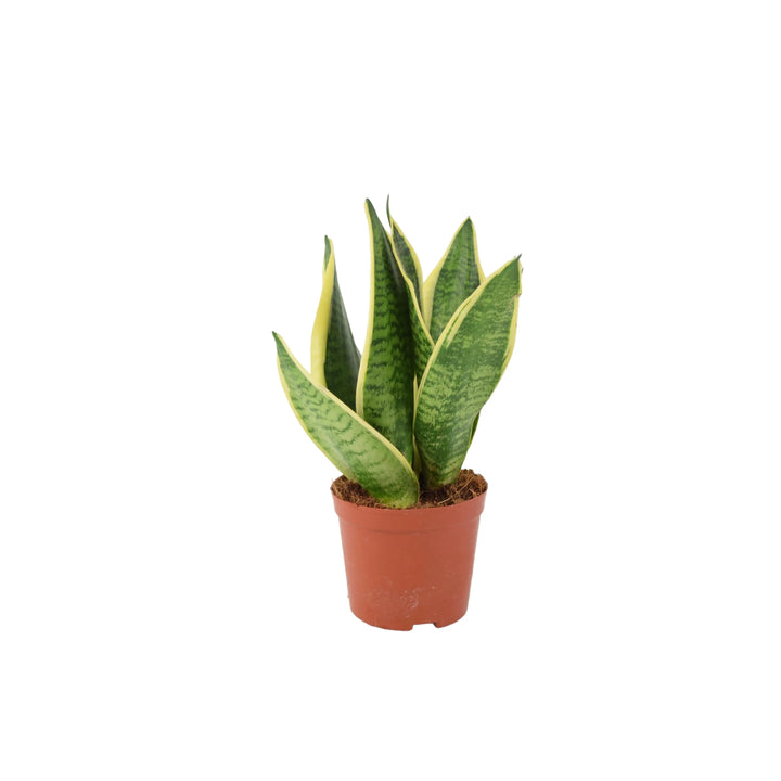 Sansevieria Superba 12cm Pot Plants By Post
