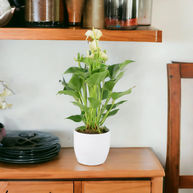 Anthurium White 12cm