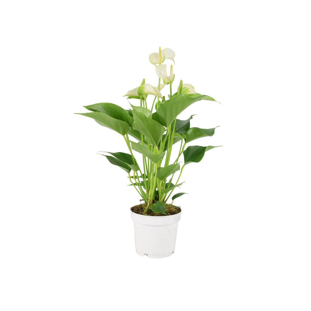 anthurium plant uk Anthurium White 12cm
