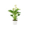 Nursery Pot