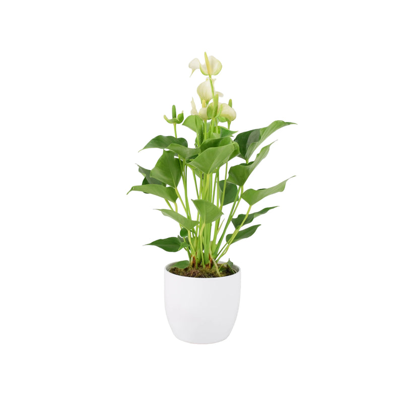 Anthurium White 12cm