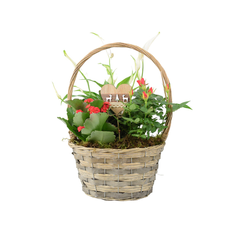 Christmas Indoor Small Planted Basket with Christmas Pick