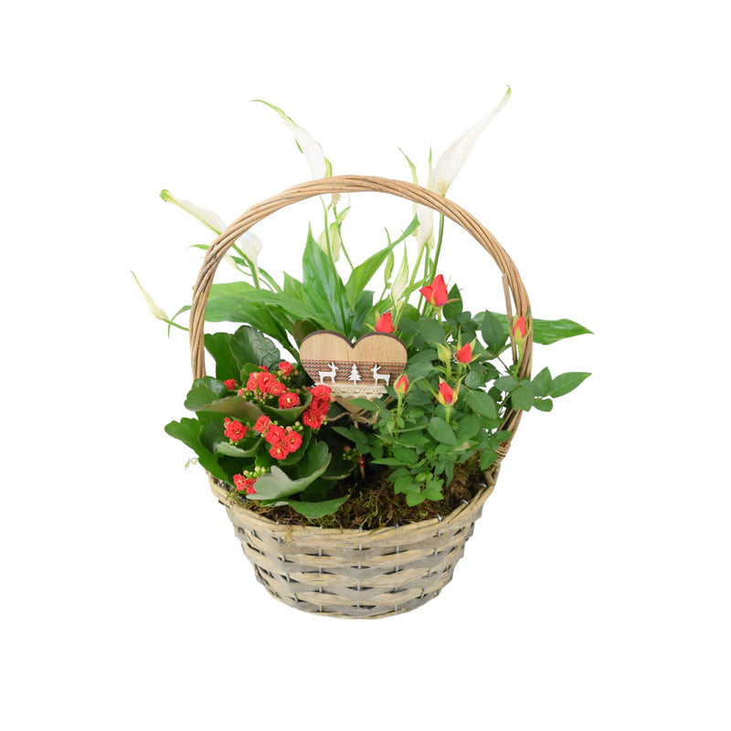 Christmas Indoor Small Planted Basket with Christmas Pick