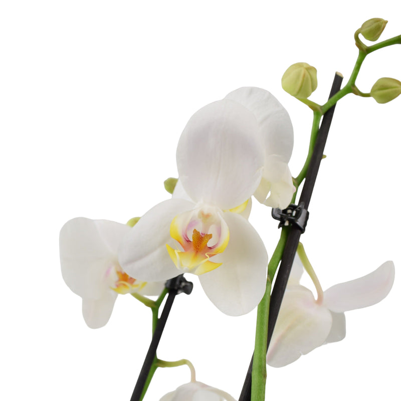Phalaenopsis Orchid 2 Stem White UK grown & Peat Free in 12cm Pot